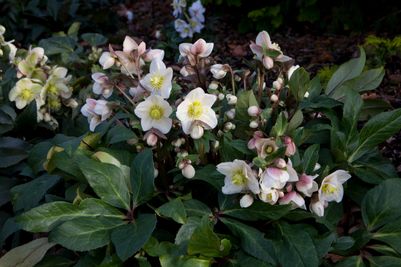 Hellebores snow dance