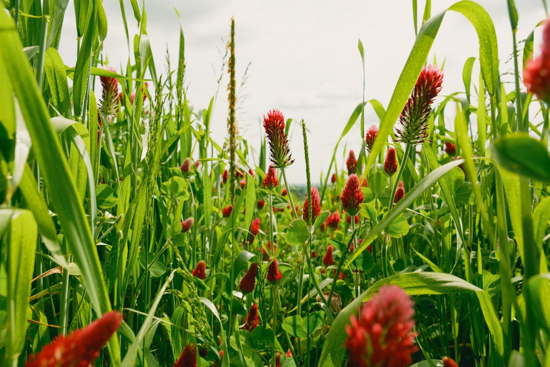 Wildfarmed farm