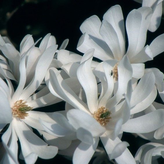 Magnolia Stellata 'Water Lily'