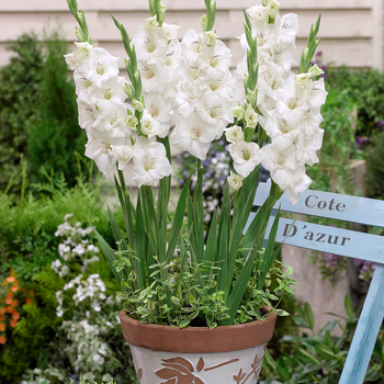 Gladiolus Blondie