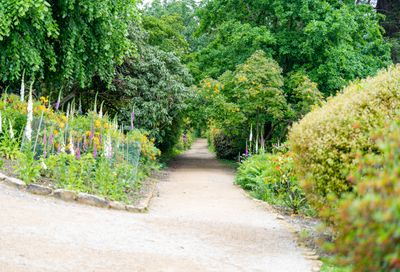 summer-path-foxglove- justin-lewis.jpg