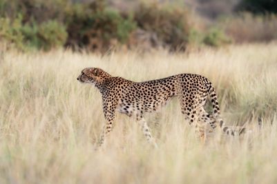 SararaWilderness_Cheetah.jpg