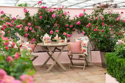 David Austin Roses - RHS Chelsea Flower Show 2024