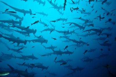 Hammerhead sharks, Galapagos Islands, Galapagos Islands
