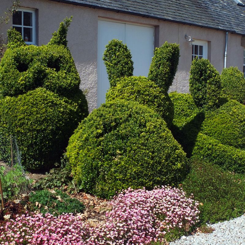 David Hawson - Winner of the Home Gardener category