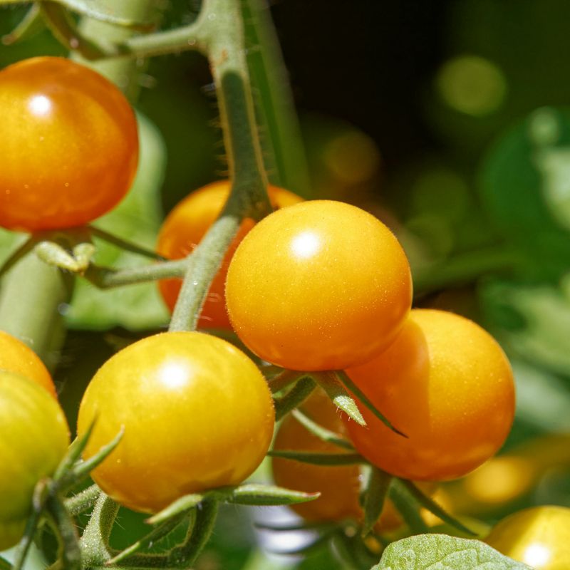 Tomatoes growing on the vine