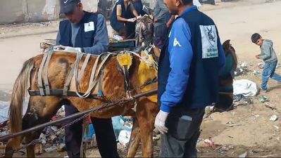 The Safe Haven team treating a donkey at a refugee camp.mp4