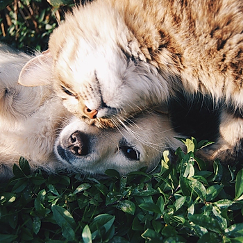 Pets (stock image).jpg