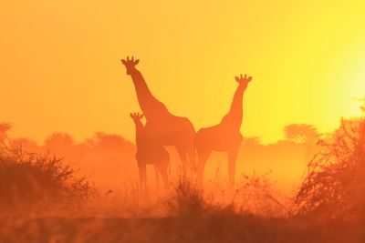 Giraffes_ Namibia_dreamstimexxl79816524.jpg