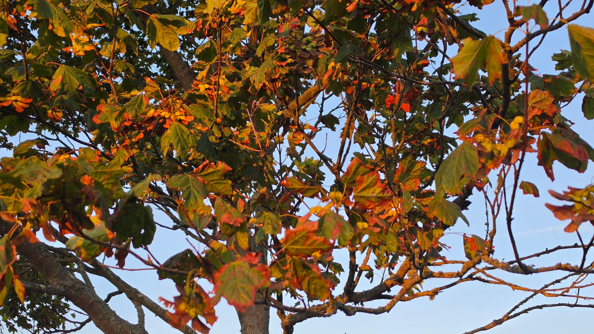 False Autumn 3.jpg