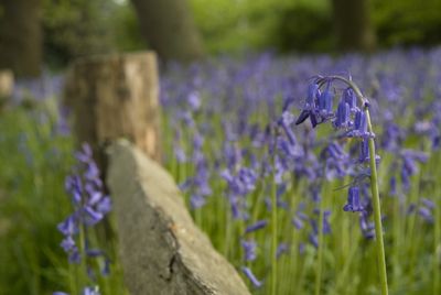 Bluebells at Kew Gardens