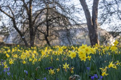 Narcissus near the Palm House in Spring at Kew Gardens