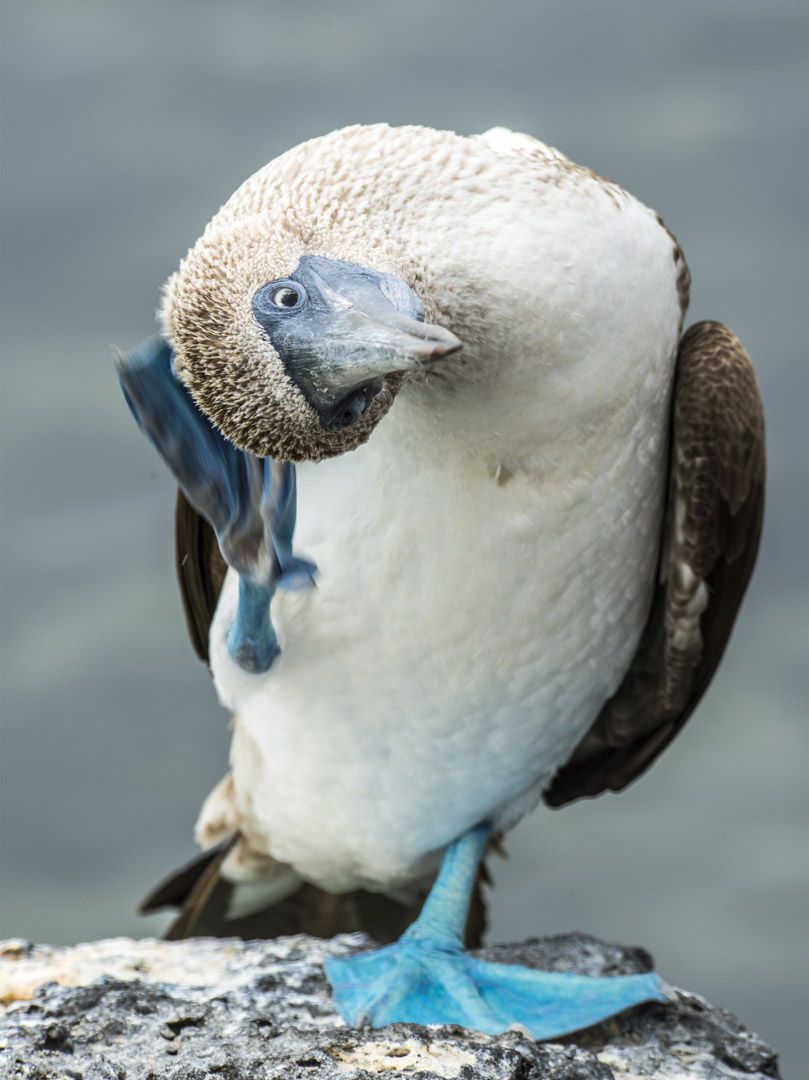 Blue Footed Booby, Galapagos