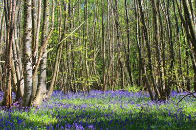 Woodlands.co.uk                                                                                                       