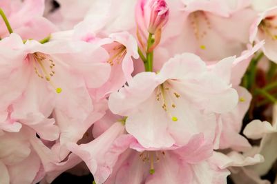 Spring - Loderi Pink Coral.jpg