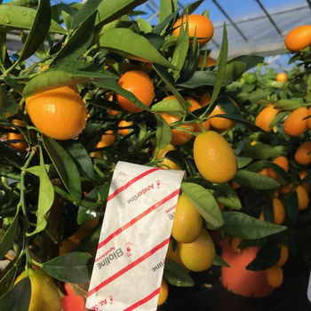 Citrus_RSM_Sachet.jpg