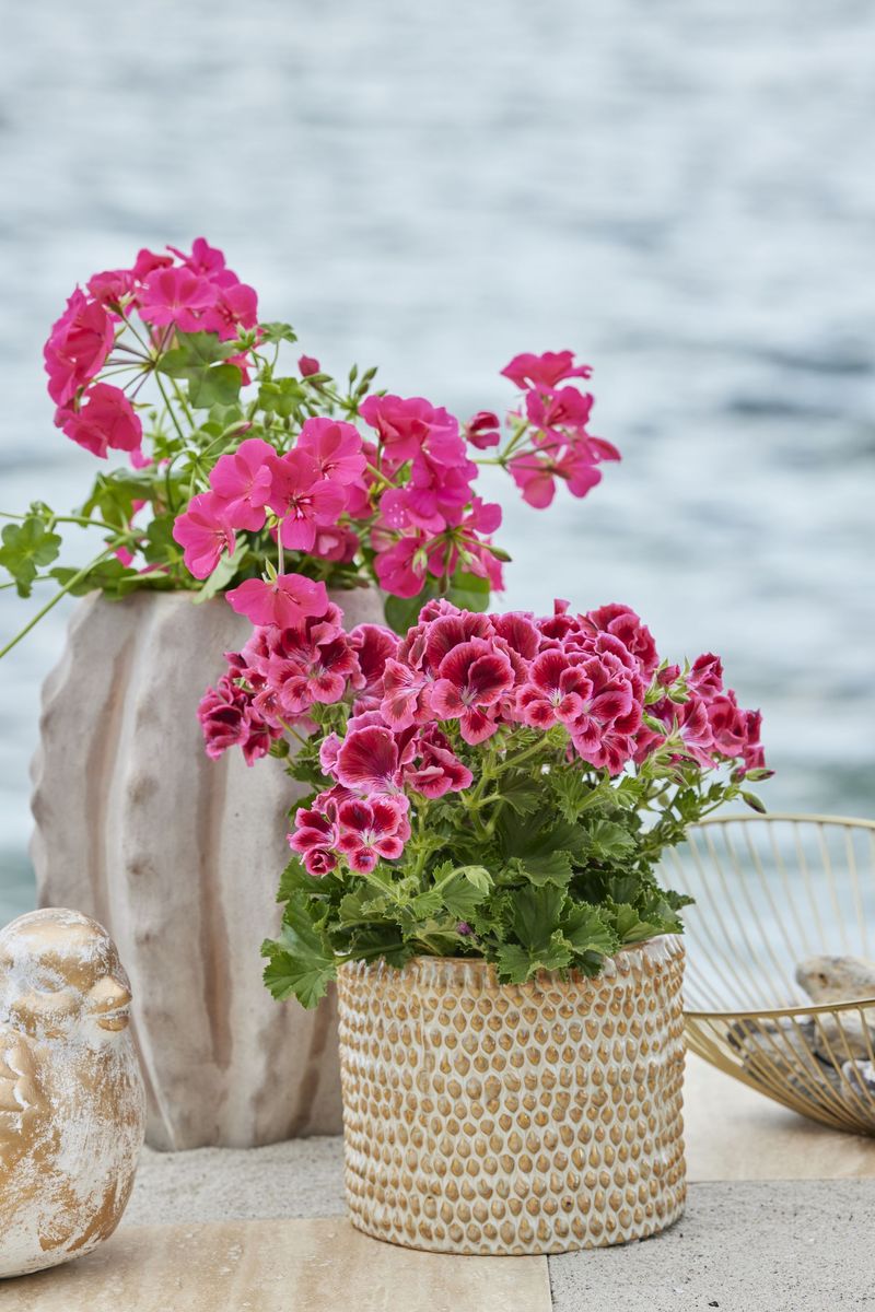 2023_Geraniums_2000_Coastal_Peace_Garden_23 (1).jpg