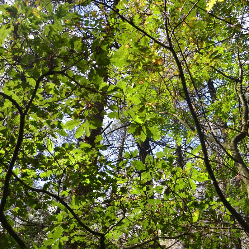 Woodlands.co.uk                                                                                                      