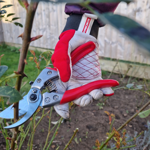 Rose pruning