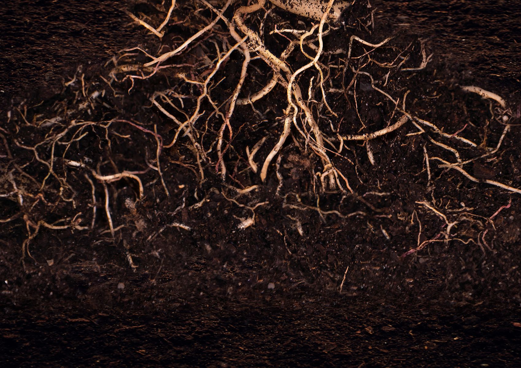 Maxicrop enhances soil health 