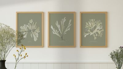Suggested Header Beach House Art, Set of Three Green  Olive Seaweed Prints  Natural Frames, £147, 8724856.JPG