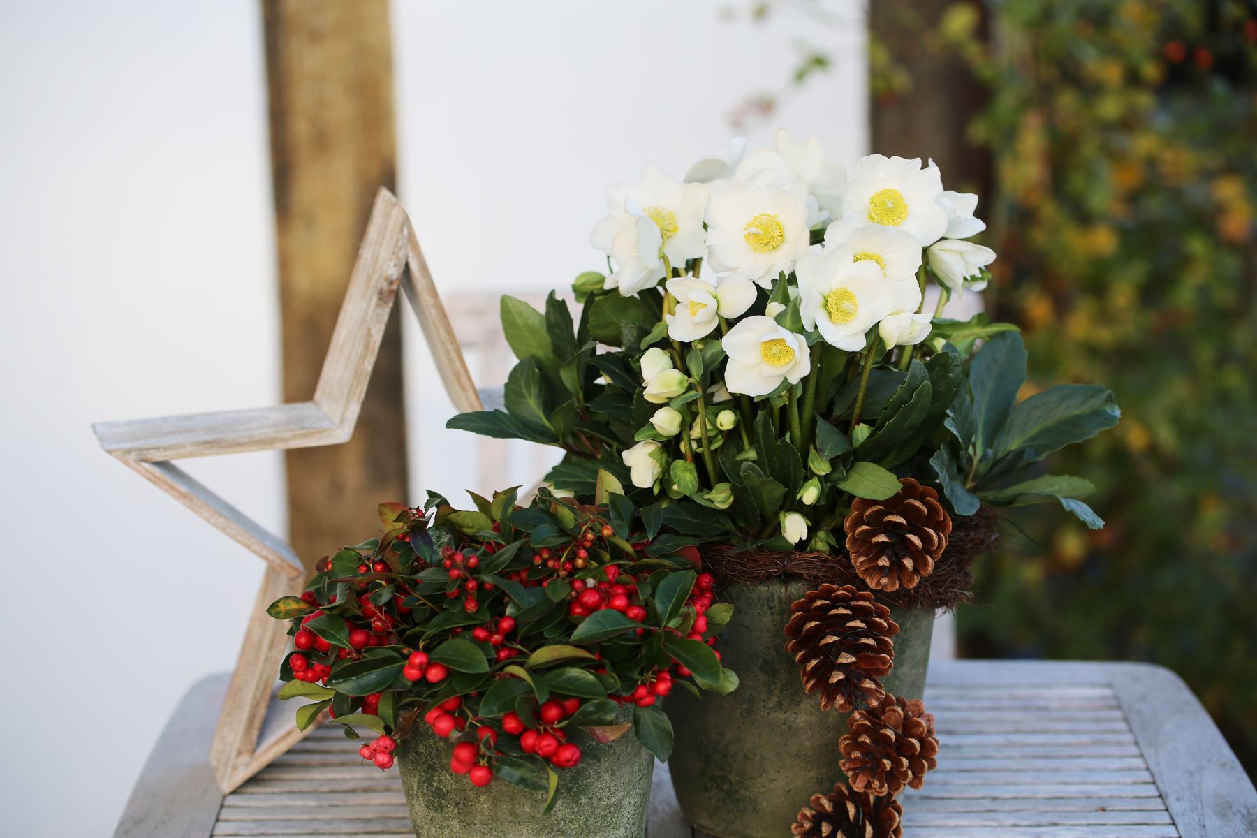 Winter gold Hellebores
