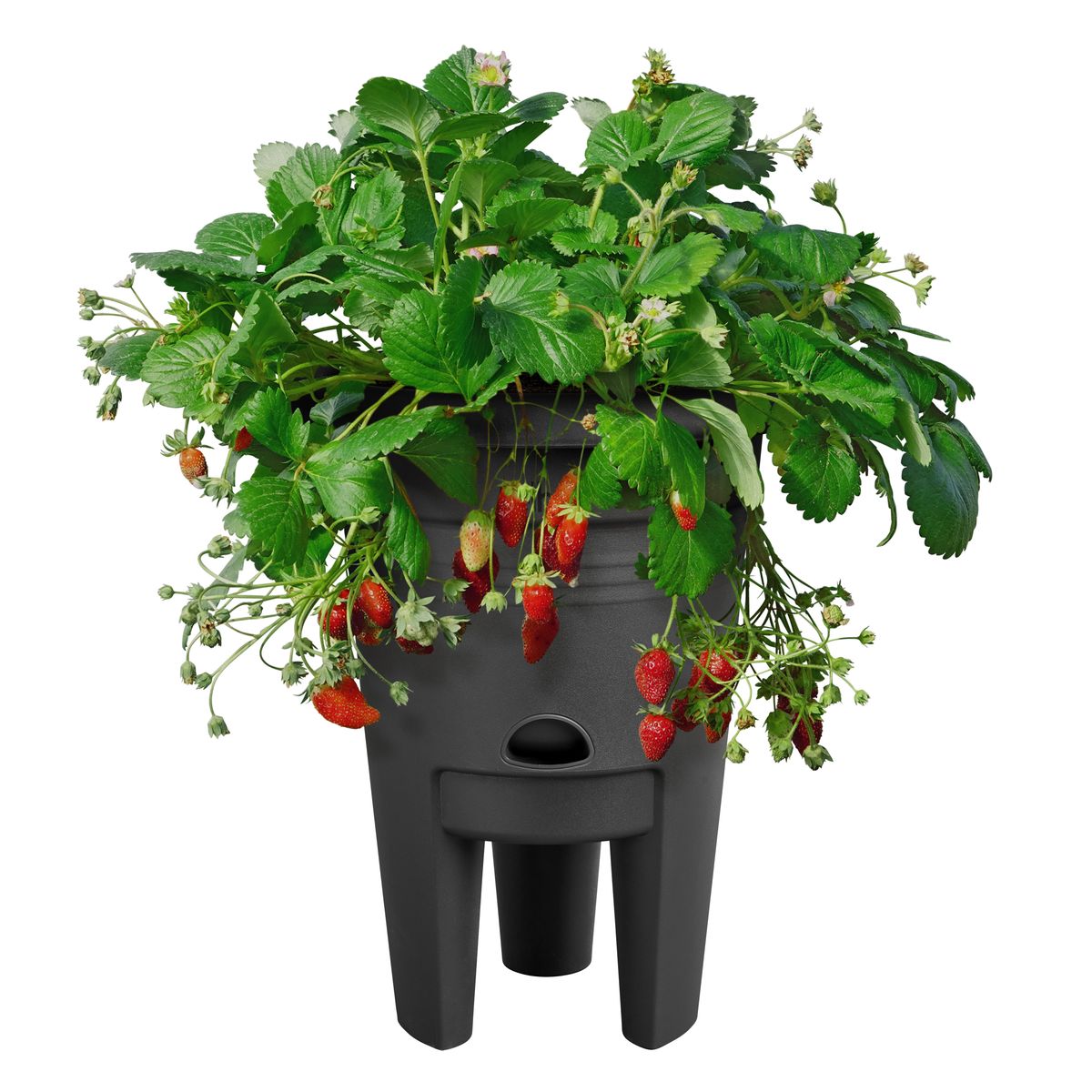 elho Strawberry Pot.jpg