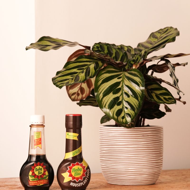 Baby Bio Houseplant Food