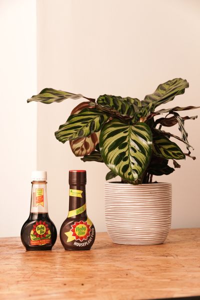 Baby Bio Houseplant Food
