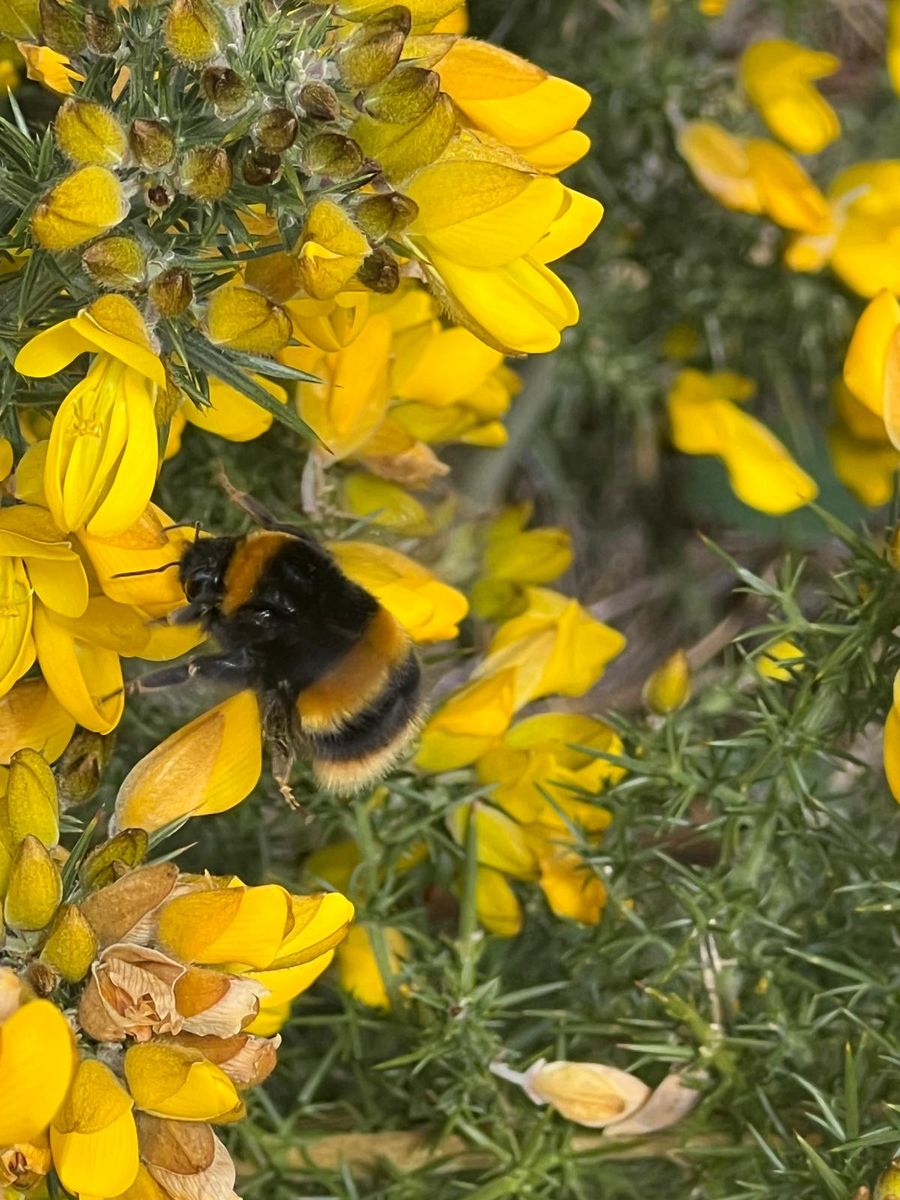 Bee 2.jpg