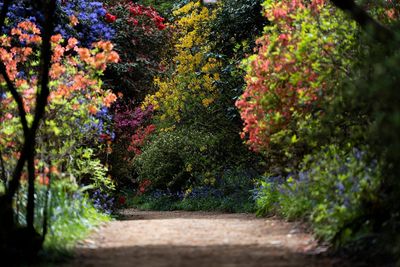 path-in-spring.jpg
