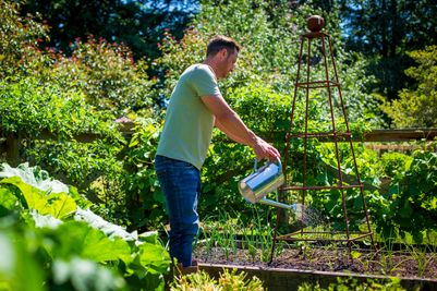 Gardener watering crops