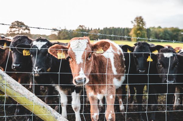 Cows At The Estate