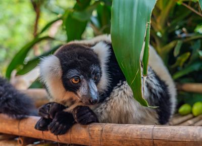 Reclaim Yourself Retreats in Madagascar wildlife.jpg