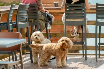 Dog-friendly facilities at Ladram Bay Holiday Park.jpg