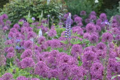 Alliums at Arundel Castle