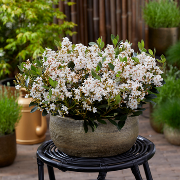 Rhapiolepsis indica ‘White Cloud’ - Limited Edition 