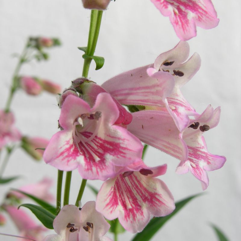 Penstemon 