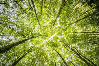Trees