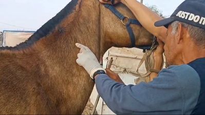 The Safe Haven team treating a horse at a refugee camp.mp4