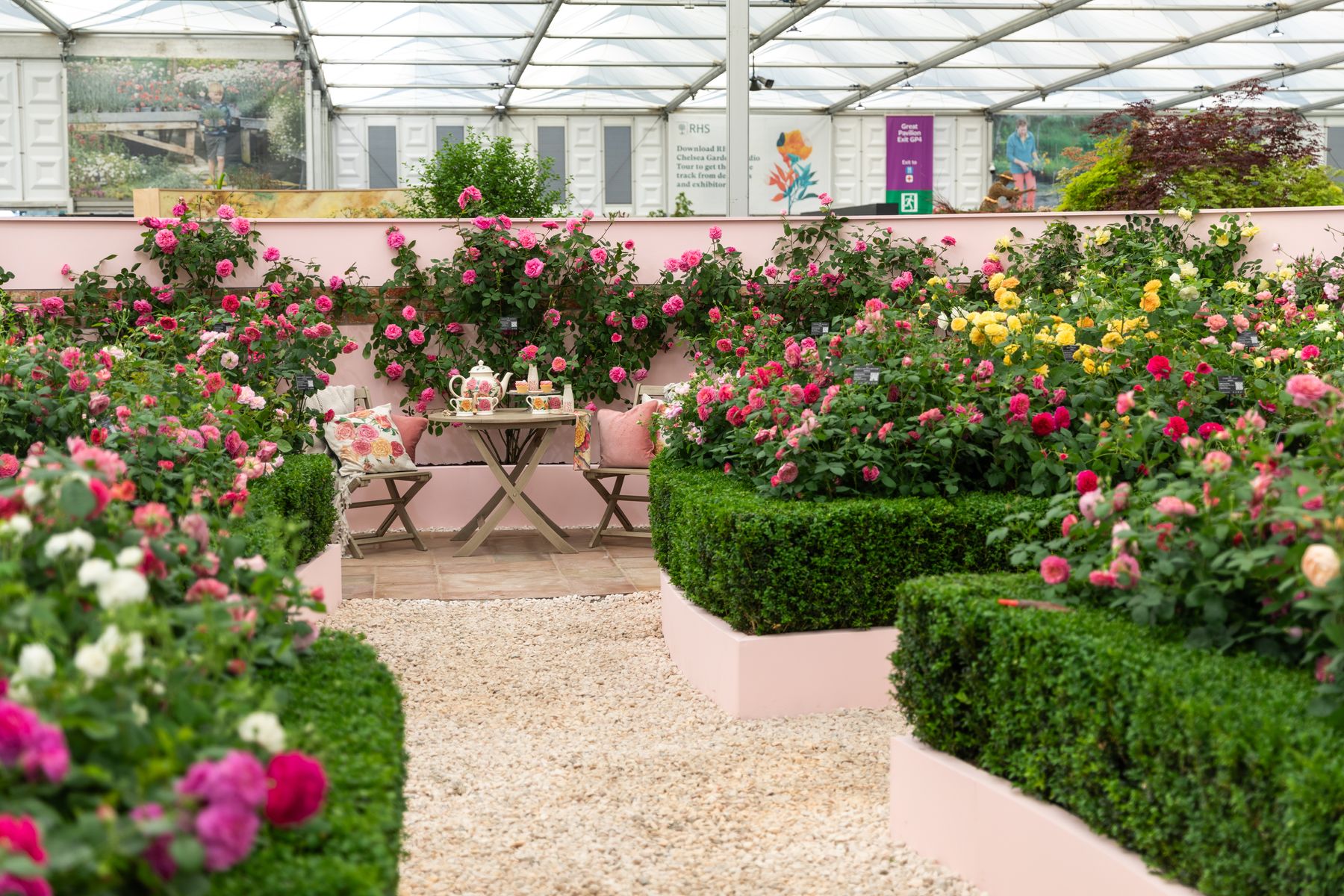 David Austin Roses - RHS Chelsea Flower Show 2024