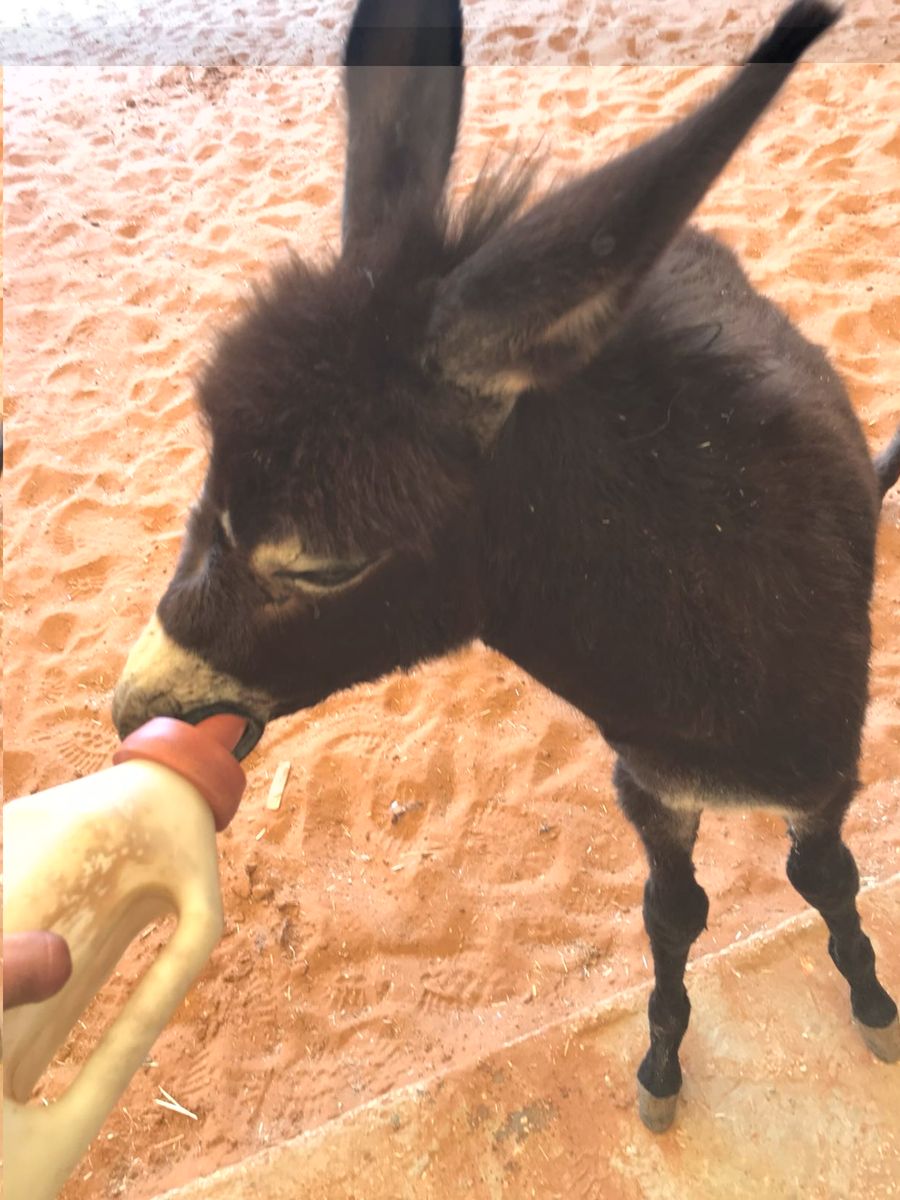 milk for a baby.jpg