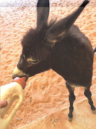 milk for a baby.jpg