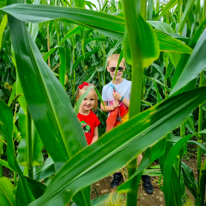 Children in the maize maze at the Lakeland Maze Farm Park near Kendal 