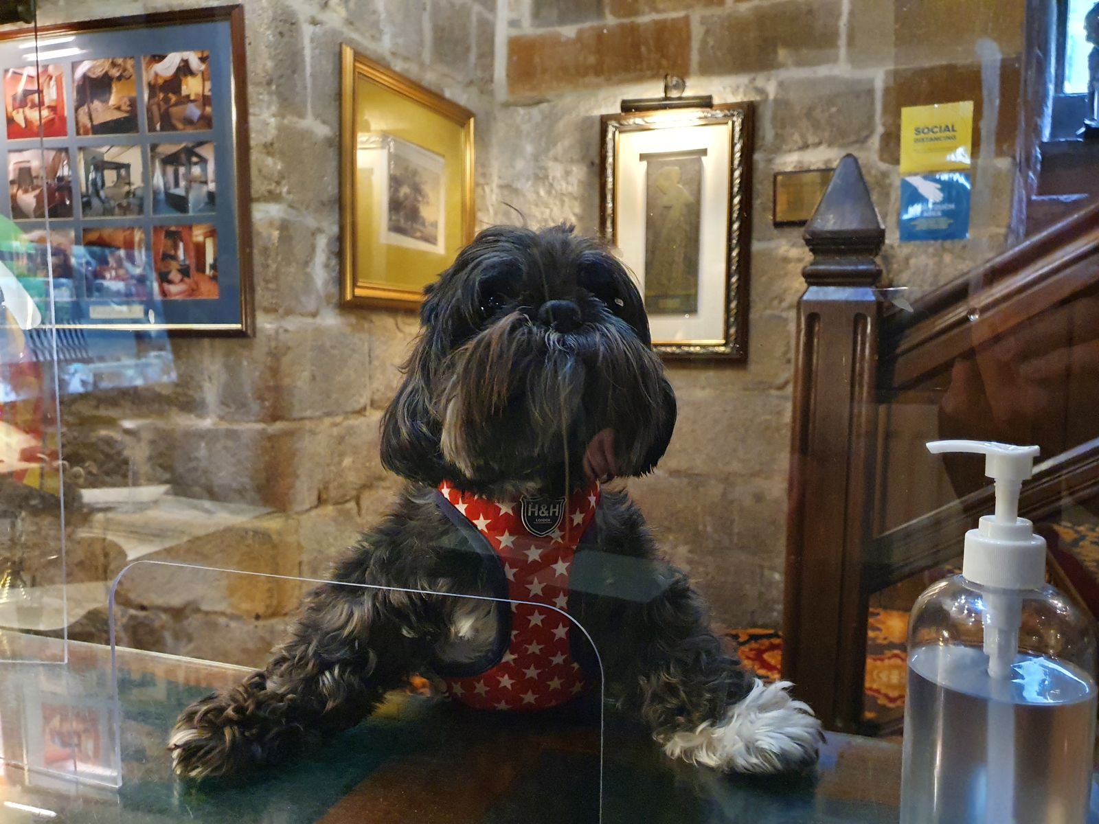 Doggy guest 'George' checks into Langley Castle Hotel, Northumberland