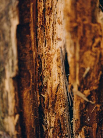 YERA-Details-1©Charlotte Lapalus-FORESTIS (4).jpg