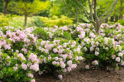 Bloombux® als niedrige Hecke.jpg