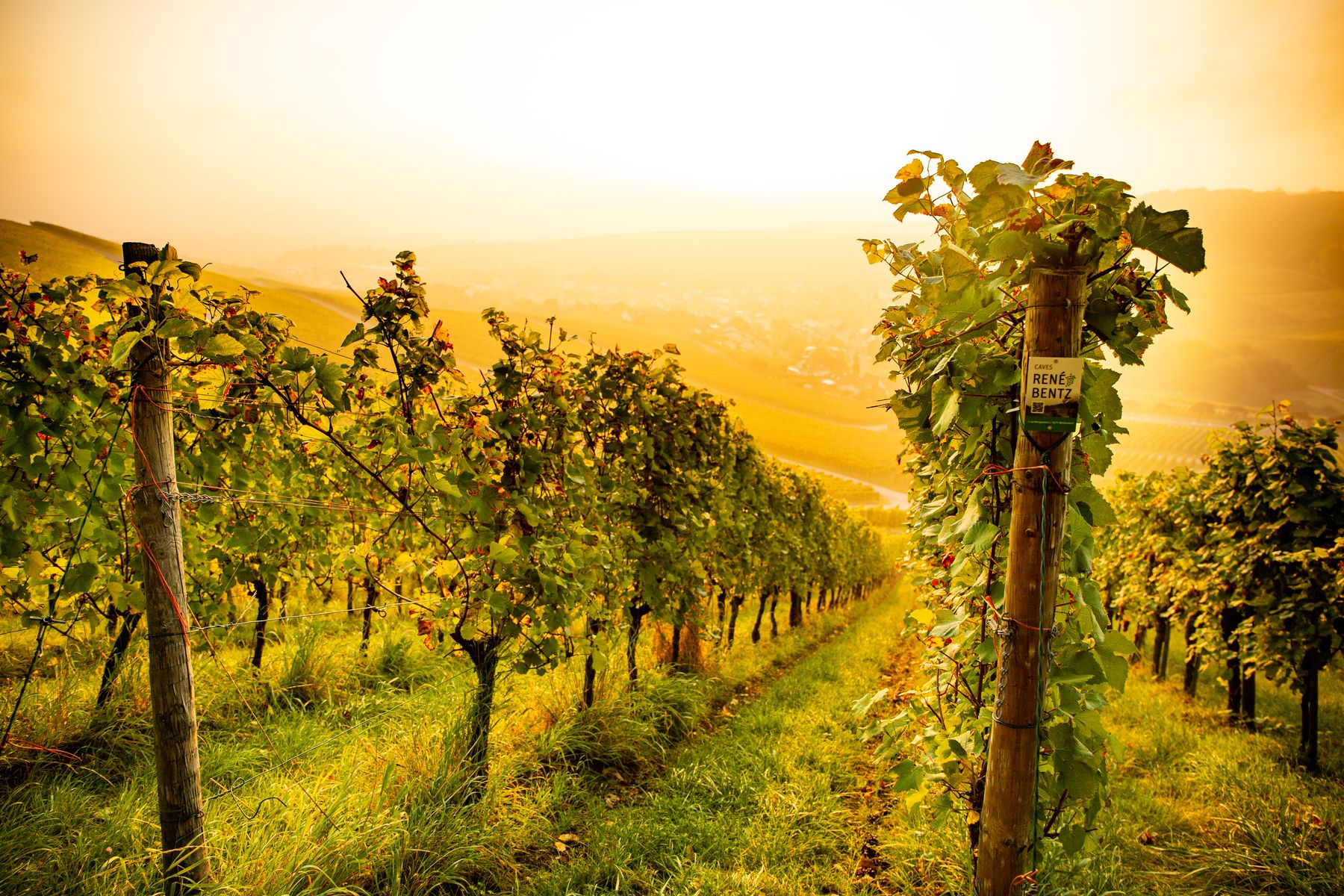 Moselle-landscapes-2021-TJ07-©Thomas-Jutzler-Visit-Luxembourg.jpg
