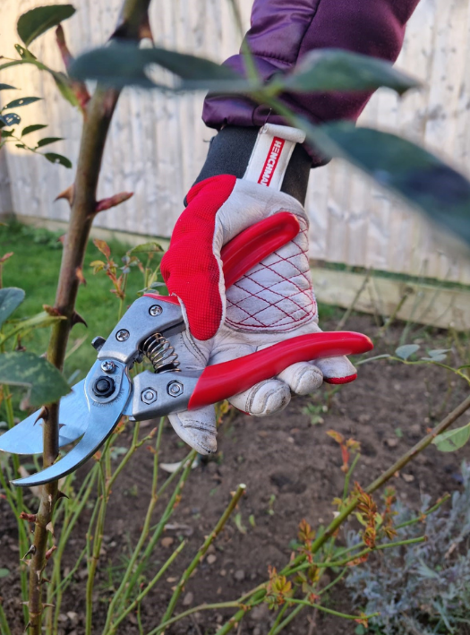 Rose pruning