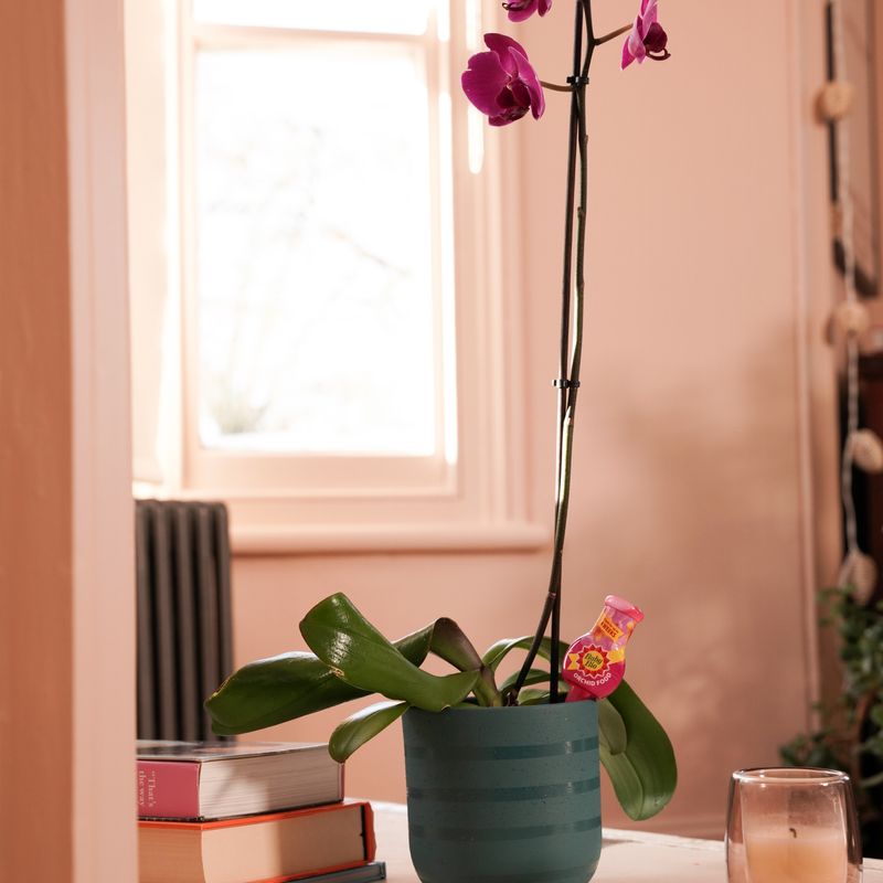 Baby Bio® Orchid Drip Feeder